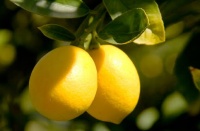 citrony