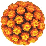 Onkogénne vírusy, HPV vírus