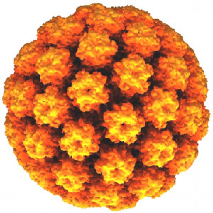 papilloma virus forma grave