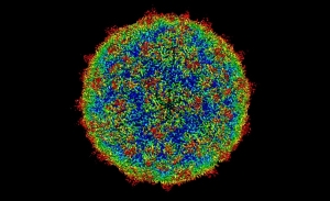 Humánne papilomavírusy