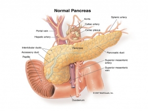 Pankreas a rakovina I. (anatómia pankreasu)