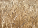 Pšenica letná a rakovina