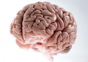 Nádory centrálnej nervovej sústavy - stavba mozgu
