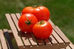Jedzte viac paradajok a znížite riziko vzniku rakoviny