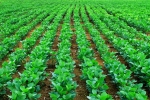 Rastliny bohaté na antioxidanty a vitamíny