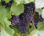 Fenolické látky v hrozne a víne (odborný článok)