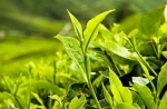 Zelený čaj má ochranný a liečivý vplyv na rakovinu